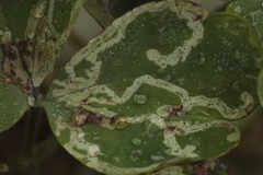 Stigmella anomalella