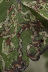 Stigmella anomalella