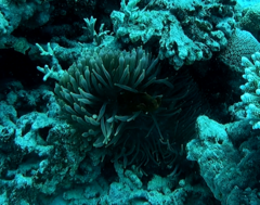 Entacmaea quadricolor