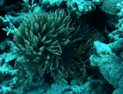 Entacmaea quadricolor