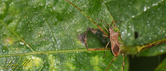 Coreidae