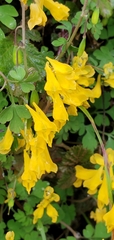 Corydalis