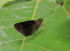 Cynea cynea