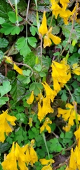 Corydalis