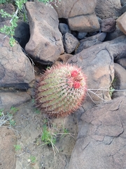 Ferocactus peninsulae