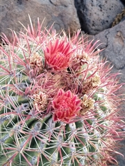 Ferocactus peninsulae