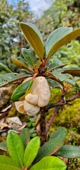 Exobasidium rhododendri