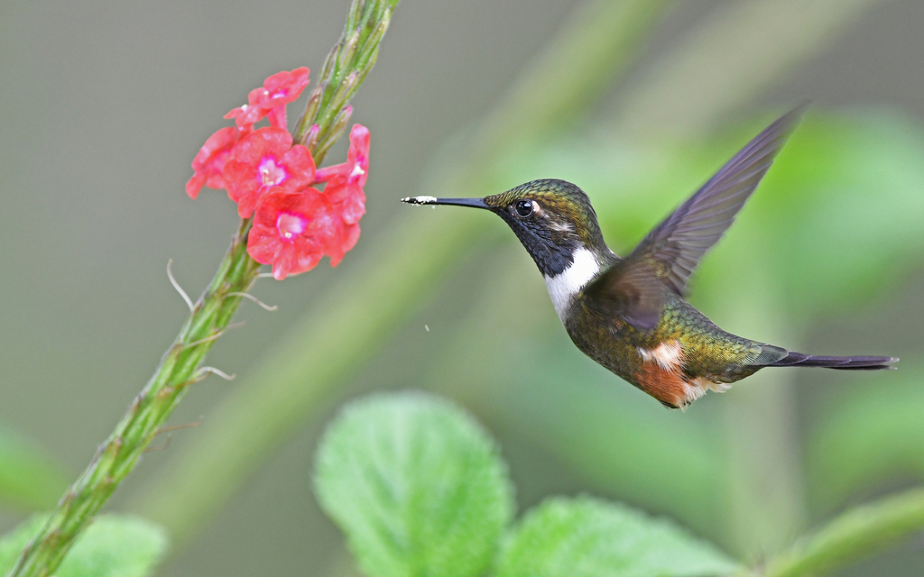 Colibrí de Mitchell, Philodice mitchellii