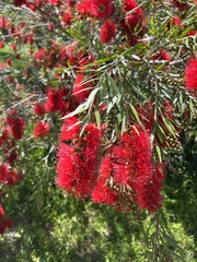 Melaleuca viminalis