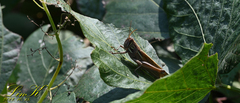 Patanga japonica