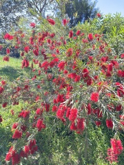 Melaleuca viminalis