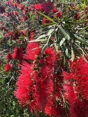 Melaleuca viminalis