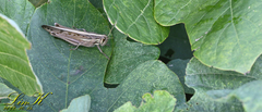 Patanga japonica