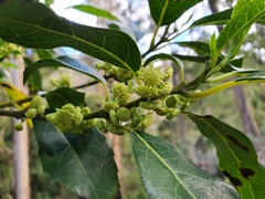 Hedycarya angustifolia