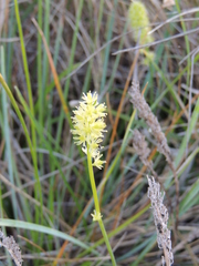 Tofieldia calyculata