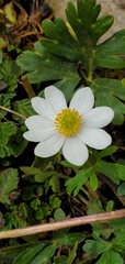 Anemone
