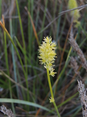 Tofieldia calyculata