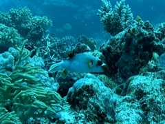 Arothron nigropunctatus