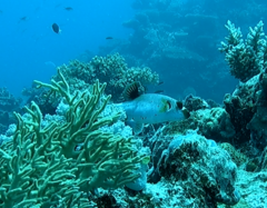 Arothron nigropunctatus