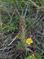 Tofieldia calyculata