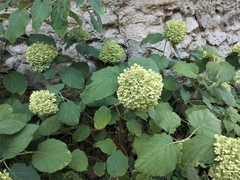 Hydrangea