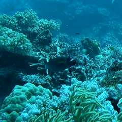 Arothron nigropunctatus