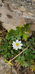 Anemone
