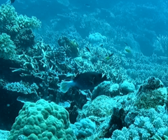 Arothron nigropunctatus