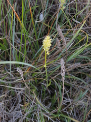 Tofieldia calyculata