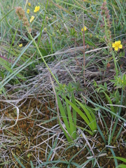 Tofieldia calyculata