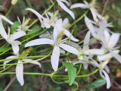 Clematis clitorioides