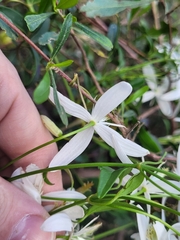 Clematis clitorioides