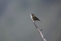 Procarduelis nipalensis