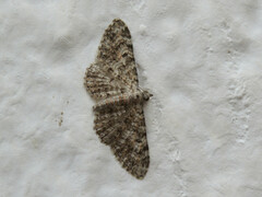 Eupithecia semigraphata