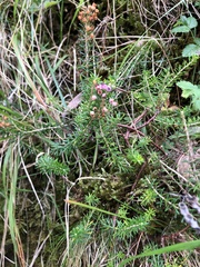 Ericeae