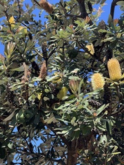 Banksia integrifolia