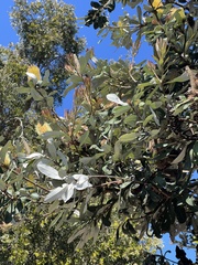 Banksia integrifolia
