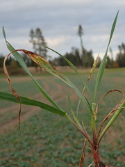 Pyrenophora teres
