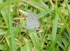 Zizeeria knysna knysna