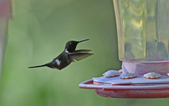 Philodice mitchellii