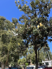 Banksia integrifolia