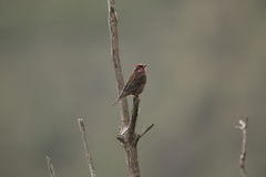 Procarduelis nipalensis