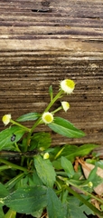 Dichrocephala benthamii