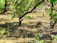 Dasyprocta ruatanica