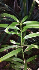 Podocarpus madagascariensis image