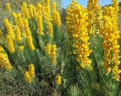 Lebeckia sepiaria