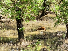 Dasyprocta ruatanica