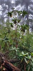 Rhododendron barbatum