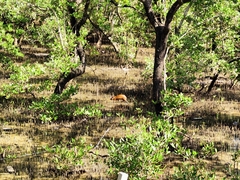 Dasyprocta ruatanica