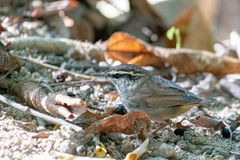 Urosphena squameiceps